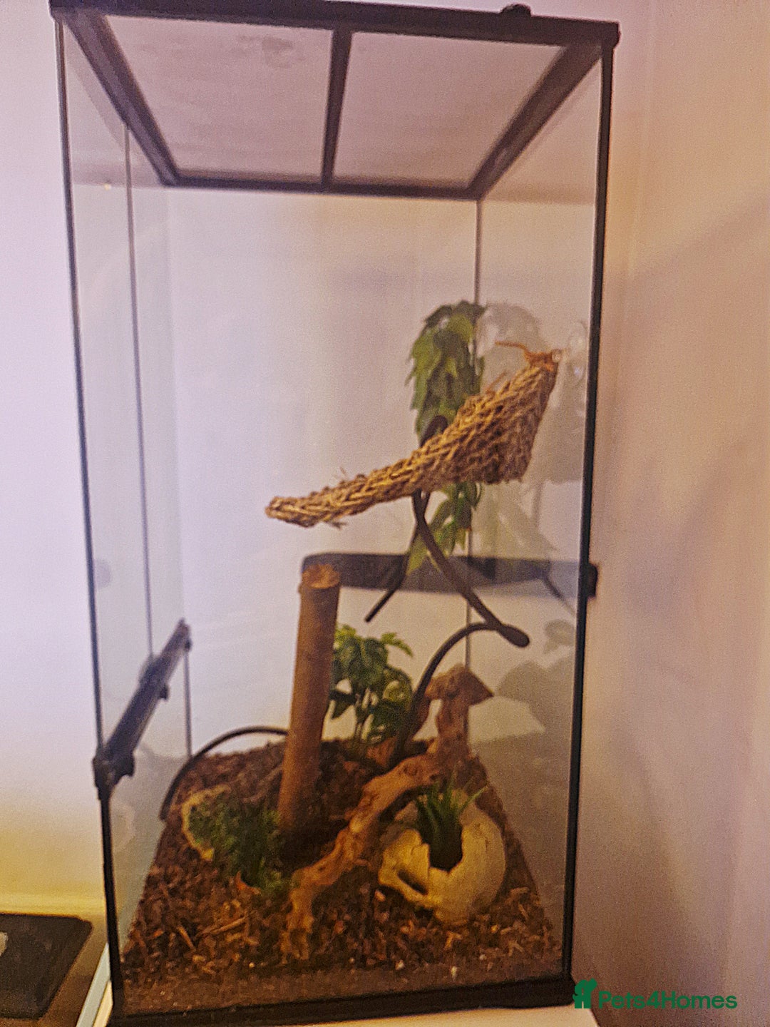 Gecko reptiles for sale: 6 Year Old Female Crested Gecko + Full Terranium - Advert 3