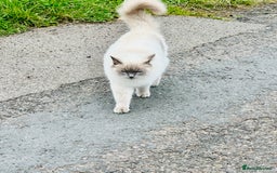Ragdoll cats for sale: Half Ragdoll Kittens - Image 8