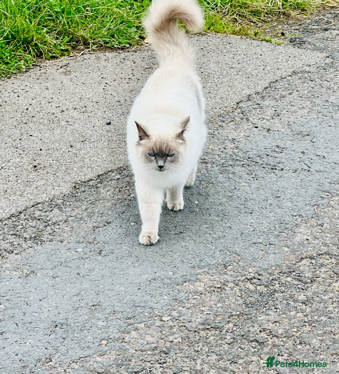 Ragdoll cats for sale: Half Ragdoll Kittens - Image 8