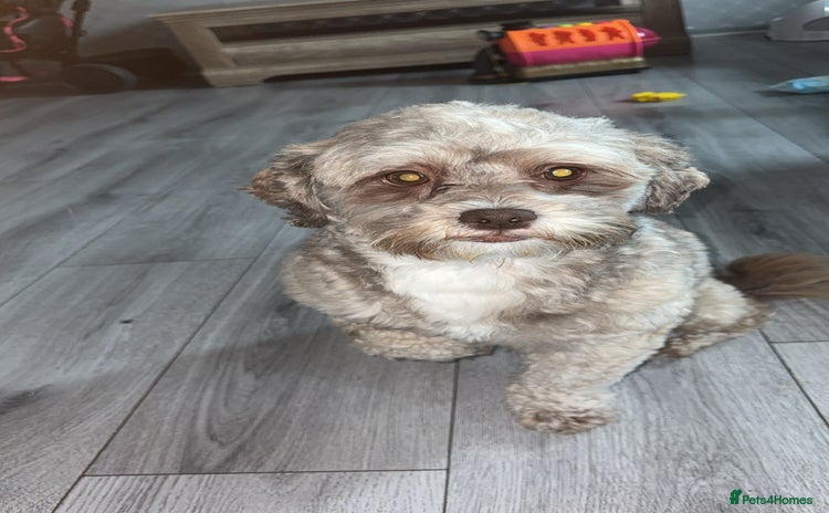 Shihpoo dogs - Advert 1