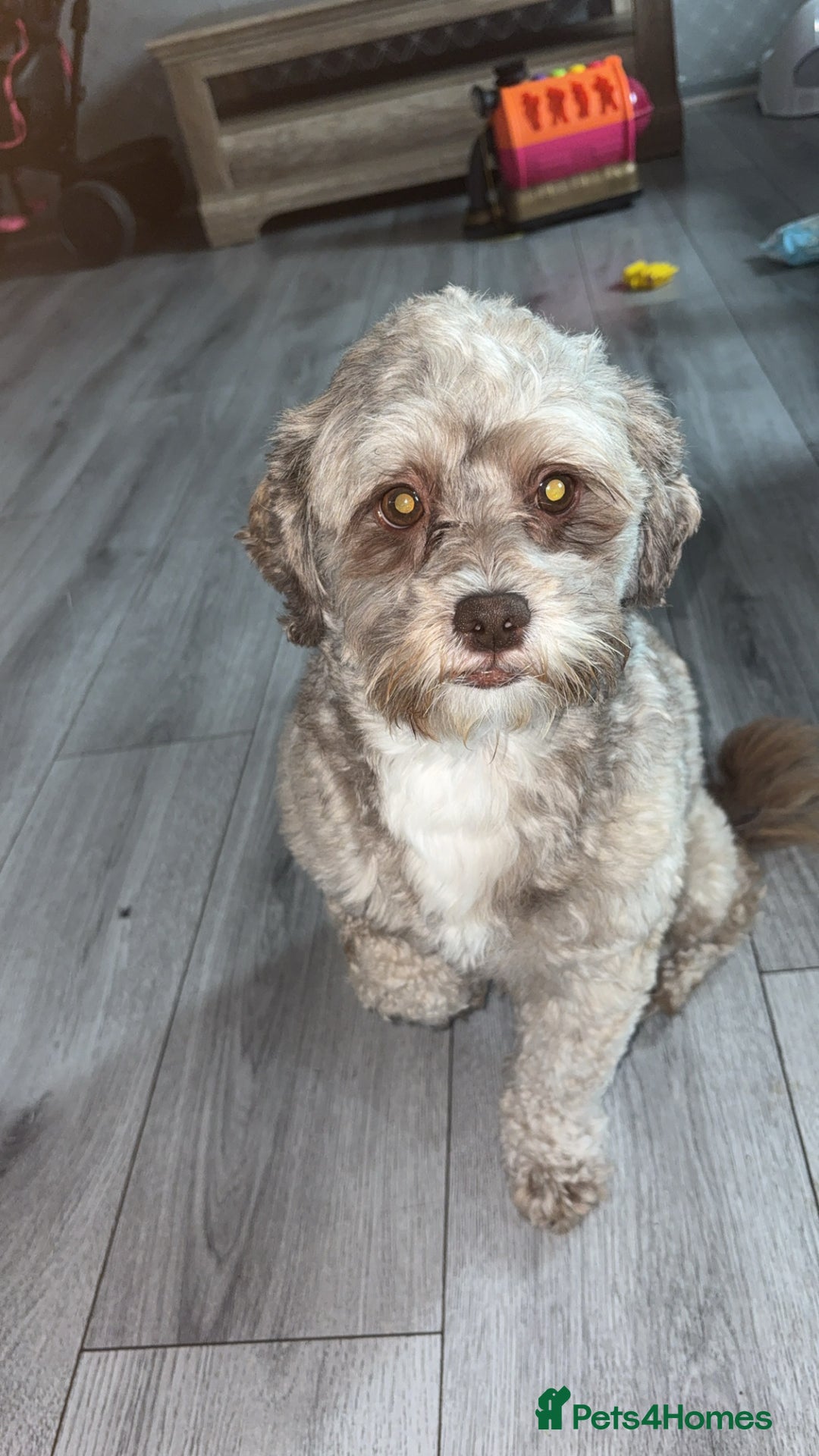 Shihpoo dogs for stud: Shihpoo for stud - Image 1