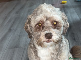 Shihpoo dogs - Advert 1