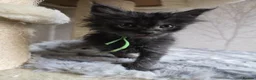 Maine Coon cats for sale: Hand Reared Black Smoke Maine Coon Kittens - Advert 10
