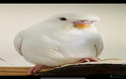 Budgerigars birds for sale: Budgies for sale  - Image 8