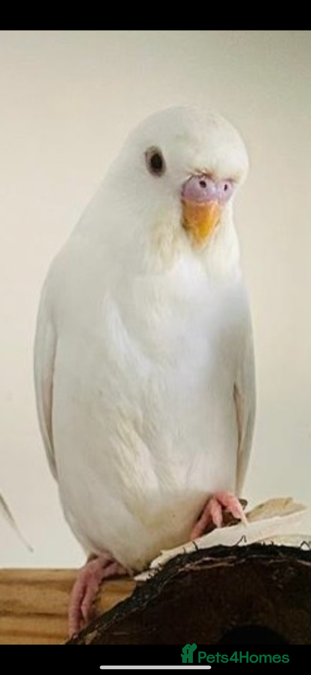 Budgerigars birds for sale: Budgies for sale  - Image 8