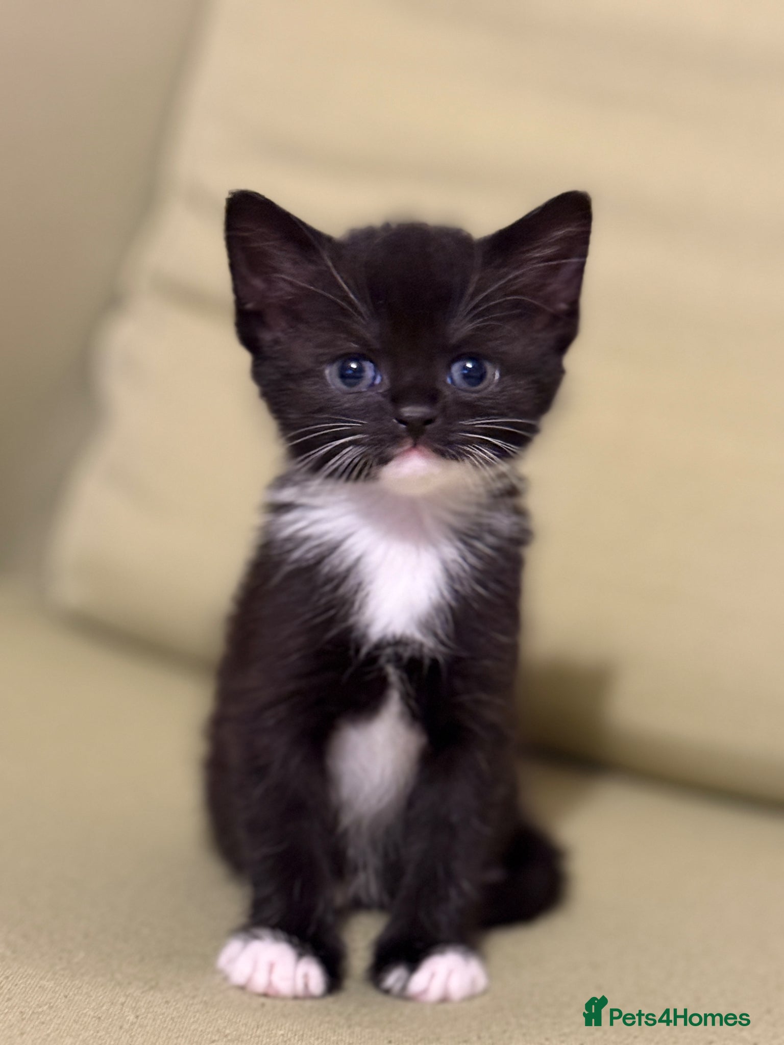 Scottish Fold cats Scottish Kittens Available for Sale😺 - Advert 10