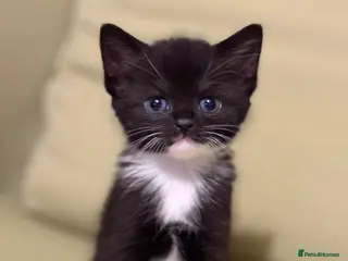 Scottish Fold cats Scottish Kittens Available for Sale😺 - Advert 10