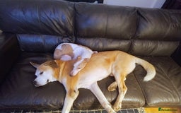 Whippet dogs for stud: Beautiful Whippet Dodger for STUD | Unproven - Image 13