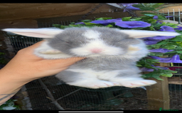 Mini Lop rabbits for sale: Cutest Baby Mini Lop Bunny’s  - Image 11