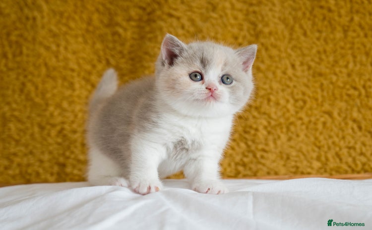 British Shorthair cats - Advert 3
