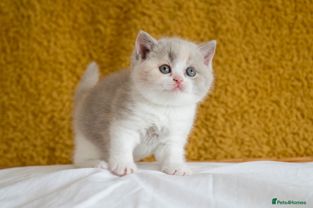 British Shorthair cats for sale: Stunning British Shorthair kittens - rare colours - Image 21