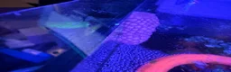 Snails fish for sale: Baby Apple Snails – Purple × Golden Parents in Heckmondwike - Advert 6
