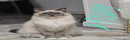 Ragdoll cats for sale: Purebred beautiful ragdoll kittens  - Advert 16