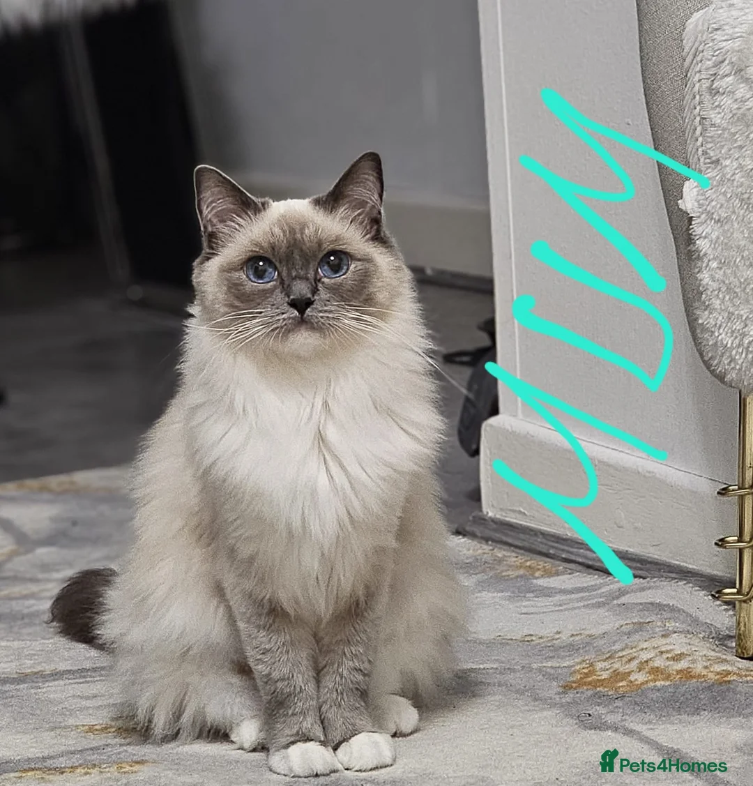 Ragdoll cats for sale: Purebred beautiful ragdoll kittens  - Advert 16