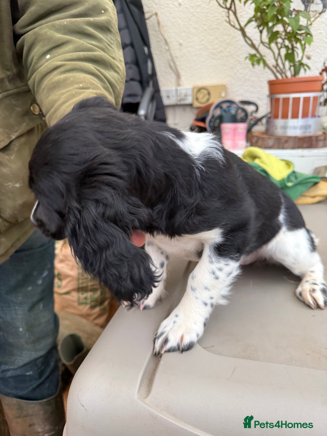 Sprocker dogs for sale: 2 sprockers available  - Advert 11