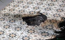 Mixed Breed dogs for sale: Patterdale cross American bulldog  - Image 3