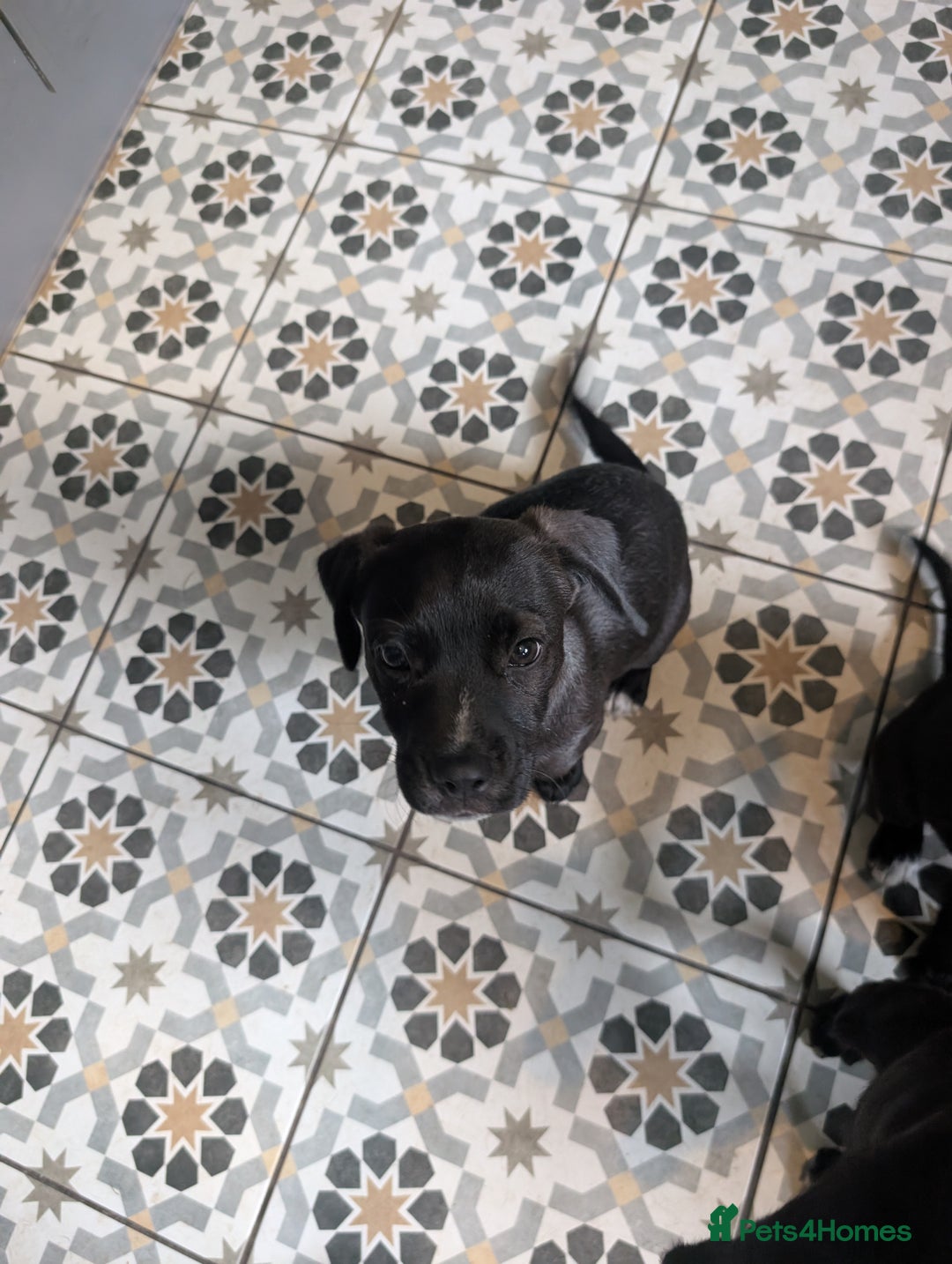 Mixed Breed dogs for sale: Patterdale cross American bulldog  - Image 3