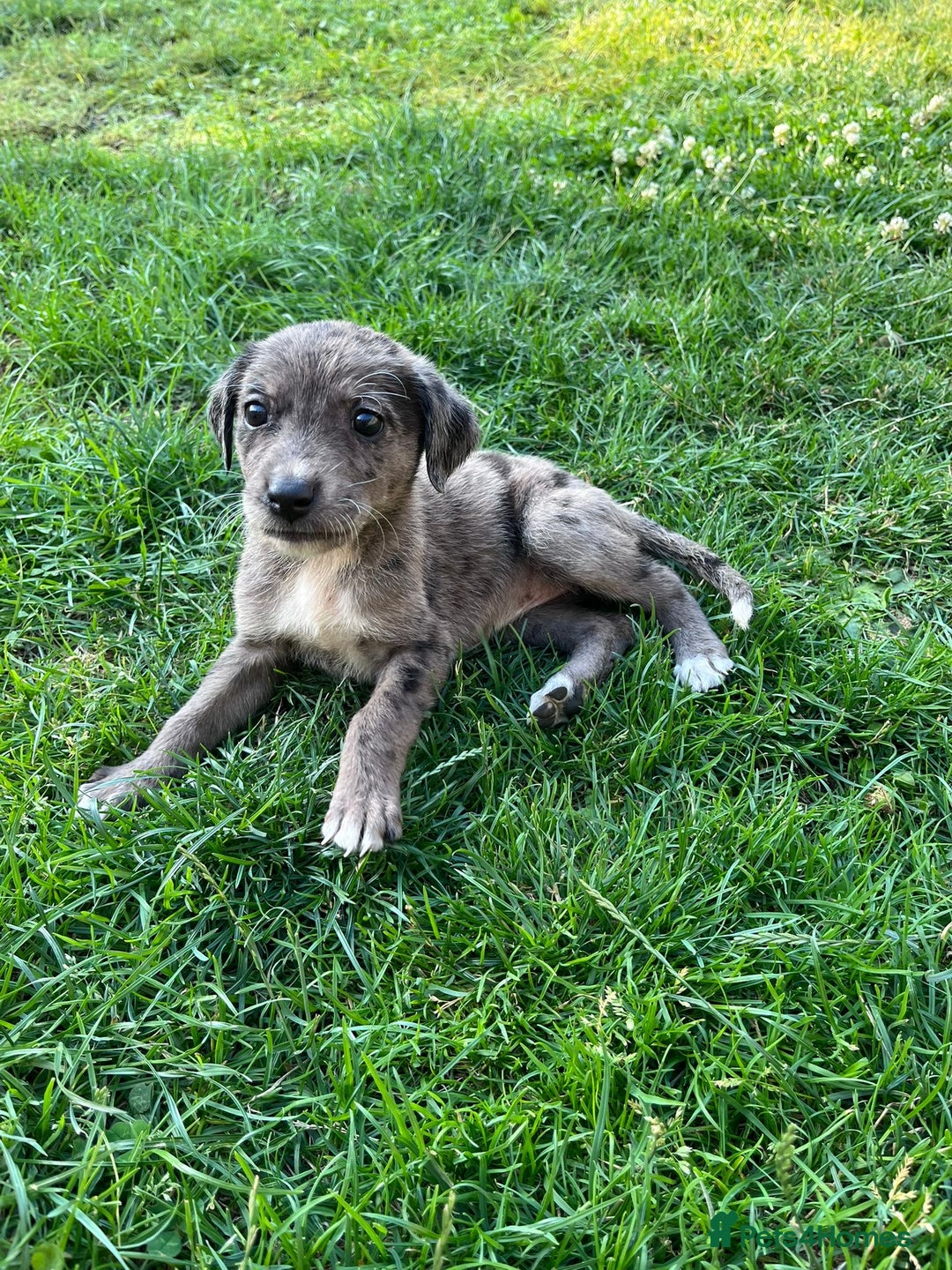 Mixed Breed dogs for sale: Lurcher x lab pups READY NOW!! - Image 7