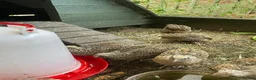 Quail poultry for sale: Coturnix Japanese Quails - Advert 3