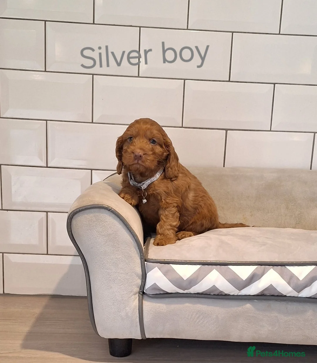 Cockapoo dogs for sale: F1 Cockapoo puppies in Pencader - Advert 2