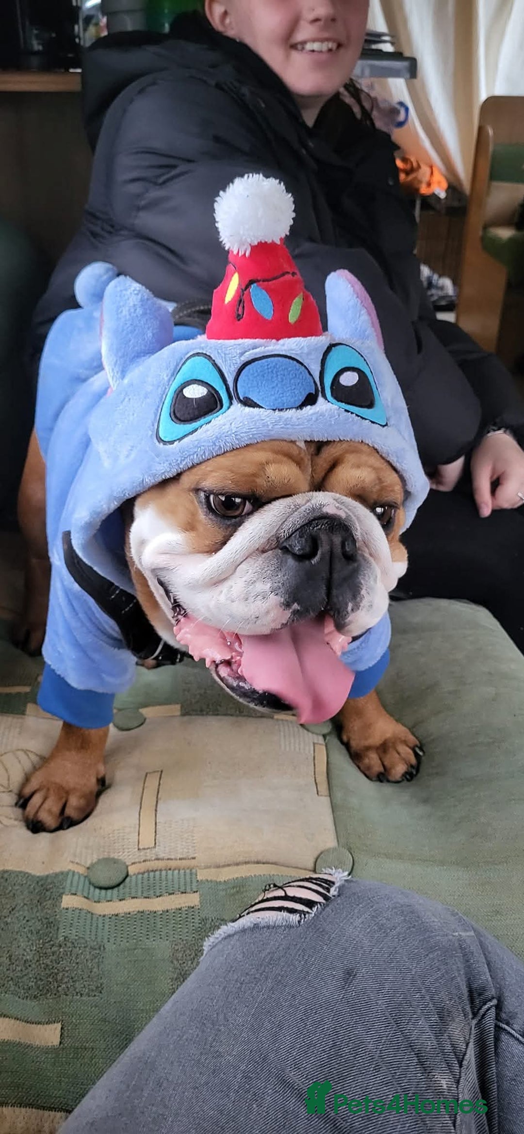 English Bulldog dogs for sale: British bulldog - Image 1