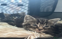 Siamese cats for sale: Beautiful Fluffy Siamese-Tabby Mix Kittens  - Image 15