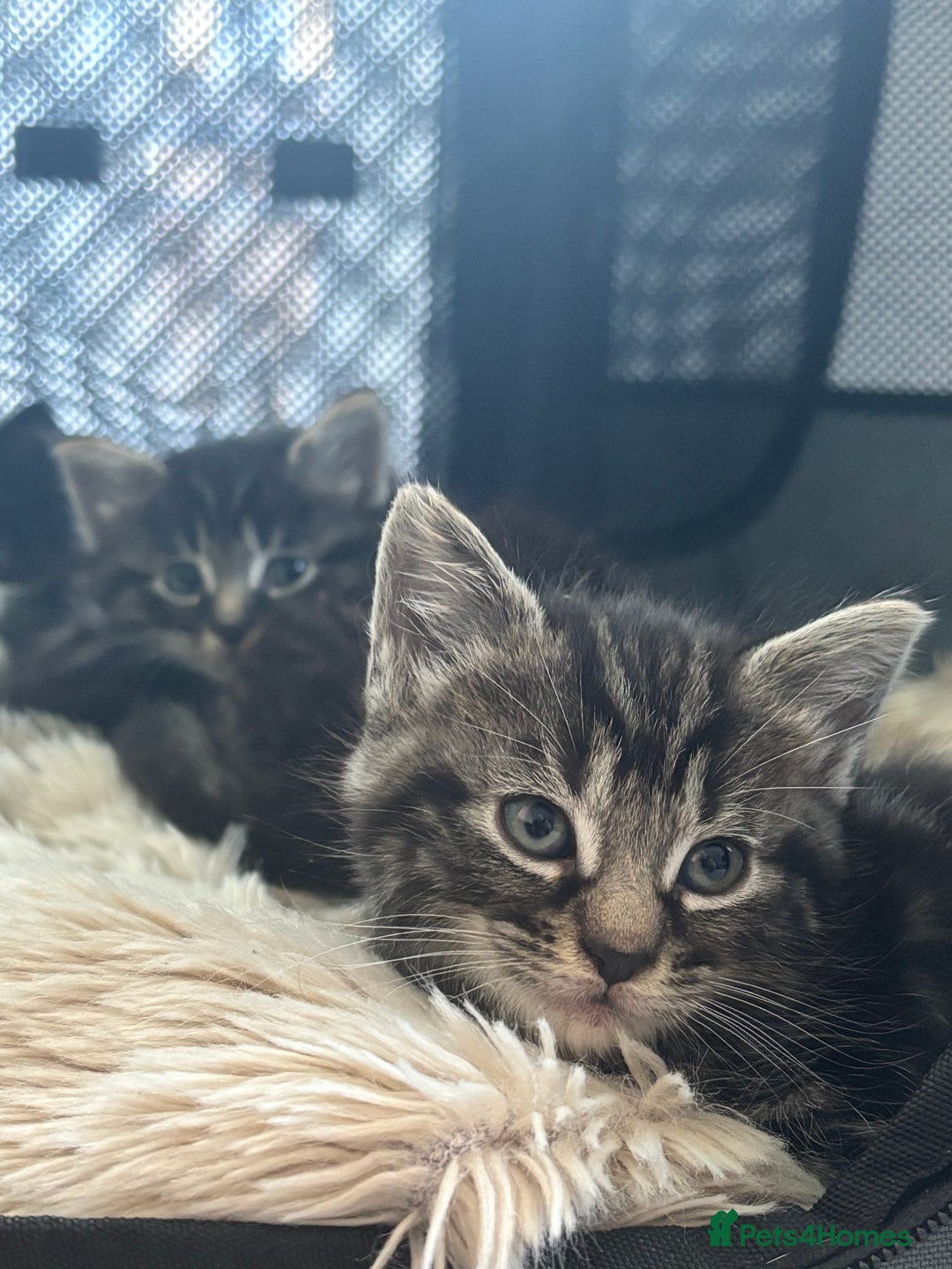 Siamese cats for sale: Beautiful Fluffy Siamese-Tabby Mix Kittens  - Image 15