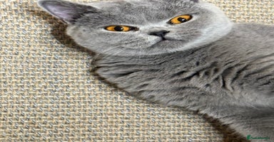 British Shorthair cats - Advert 7