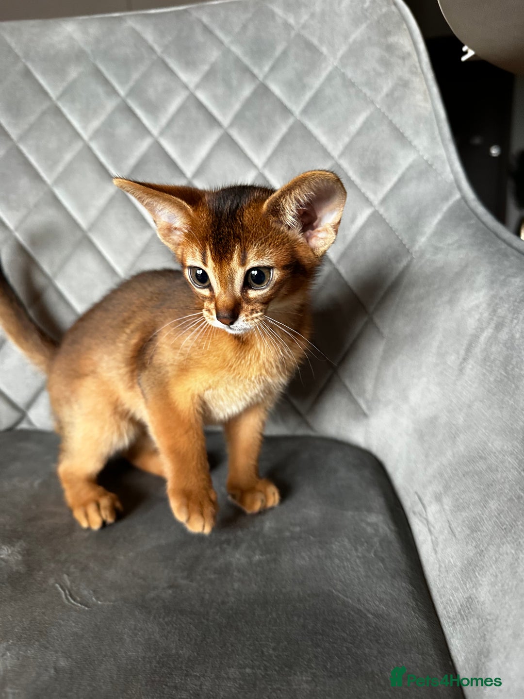 Abyssinian cats for sale: Pure Abyssinian kittens 💝 - Image 13