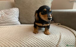 Miniature Dachshund dogs for sale: 1 boy 1 girl long haired ** - Image 8