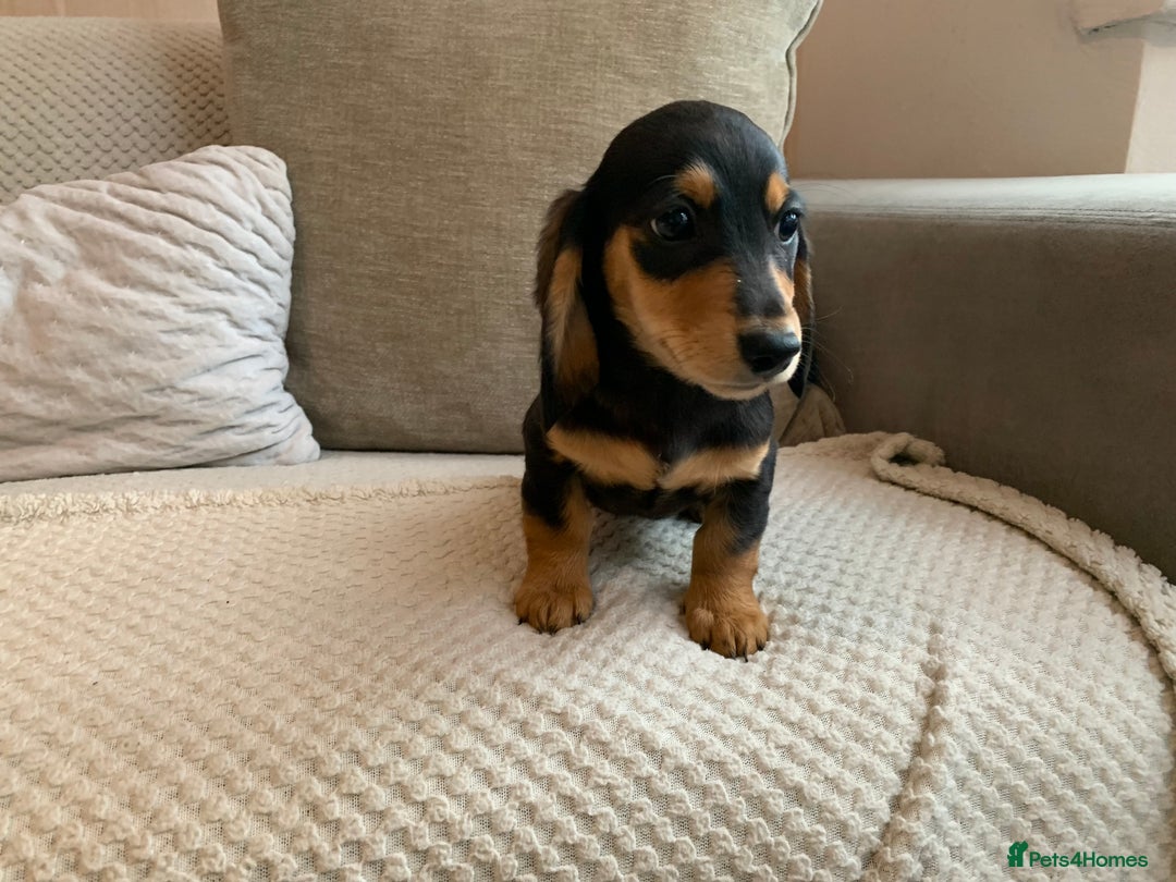 Miniature Dachshund dogs for sale: 1 boy 1 girl long haired ** - Image 8
