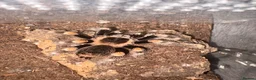Tarantulas invertebrates for sale: Collection of Ts for sale - Advert 5