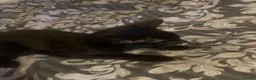Bombay cats for sale: Shadow - Advert 5