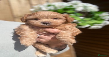 Shihpoo dogs - Advert 1