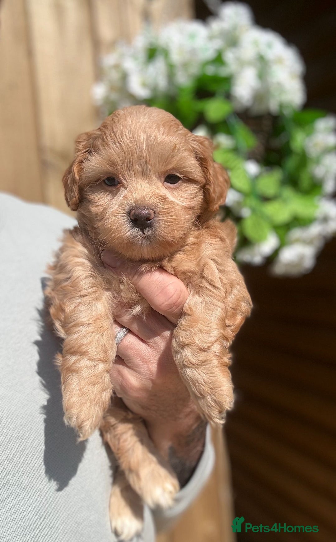 Shihpoo dogs for sale: 🩷 Gorgeous F1 Shih Poo Puppies 💙 - Image 2