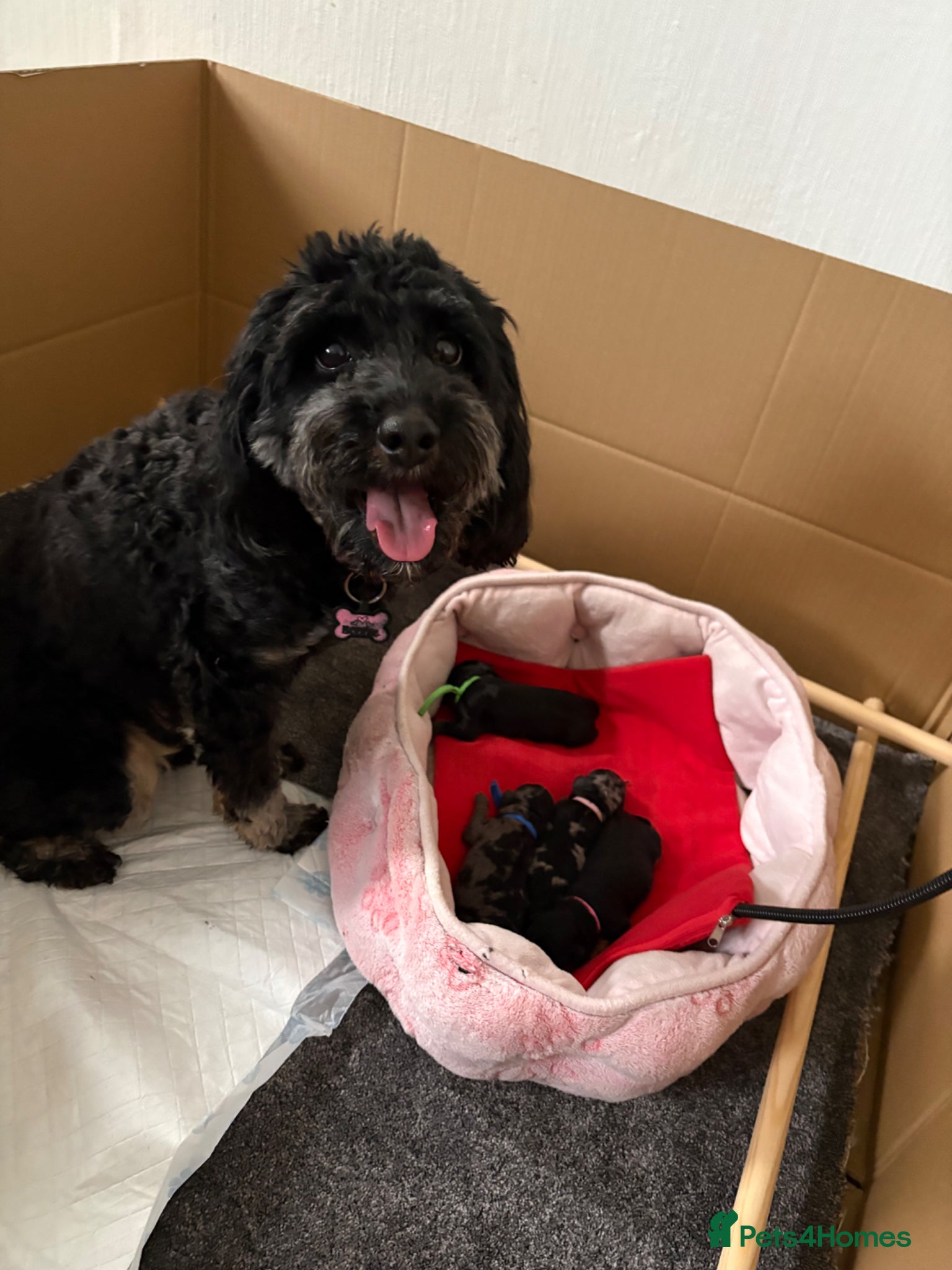 Cavapoo dogs F1b Cavapoo puppies  - Advert 3