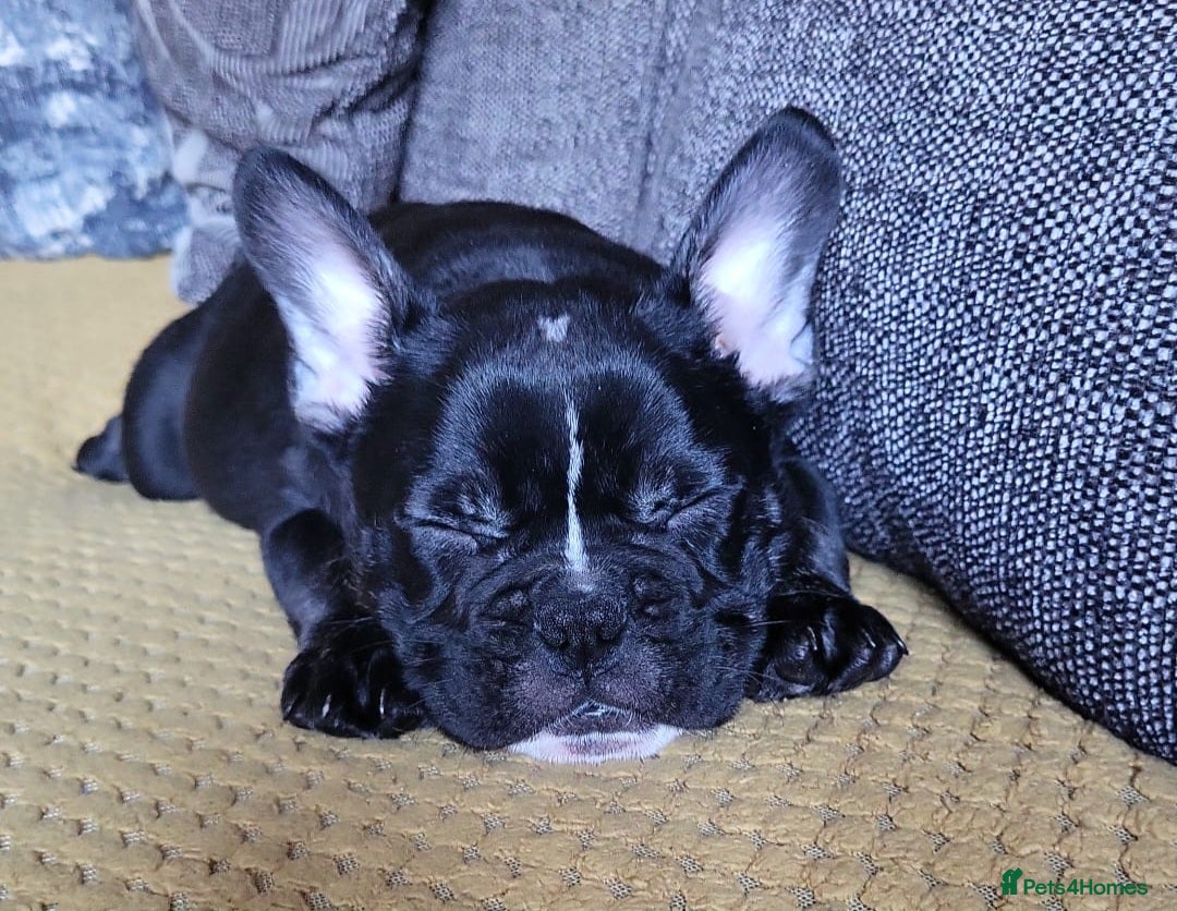 Mixed Breed dogs for sale: French/english bulldog puppy  - Advert 3