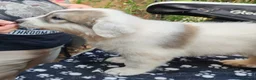 Pyrenean Mountain Dog dogs for sale: 3 bitches and 1 dog available, home reared litter in Weston-super-Mare - Advert 13