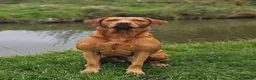 Labrador Retriever dogs for sale: Fox red Labrador puppies for sale(due date 5/11/26 - Advert 3