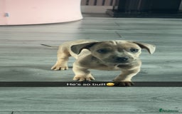 Mixed Breed dogs for sale:  dachshund/french bull dog - Image 1