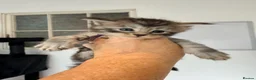Maine Coon cats for sale: 😻Loving & Beautifully Bred Maine Coon Kittens - Advert 8