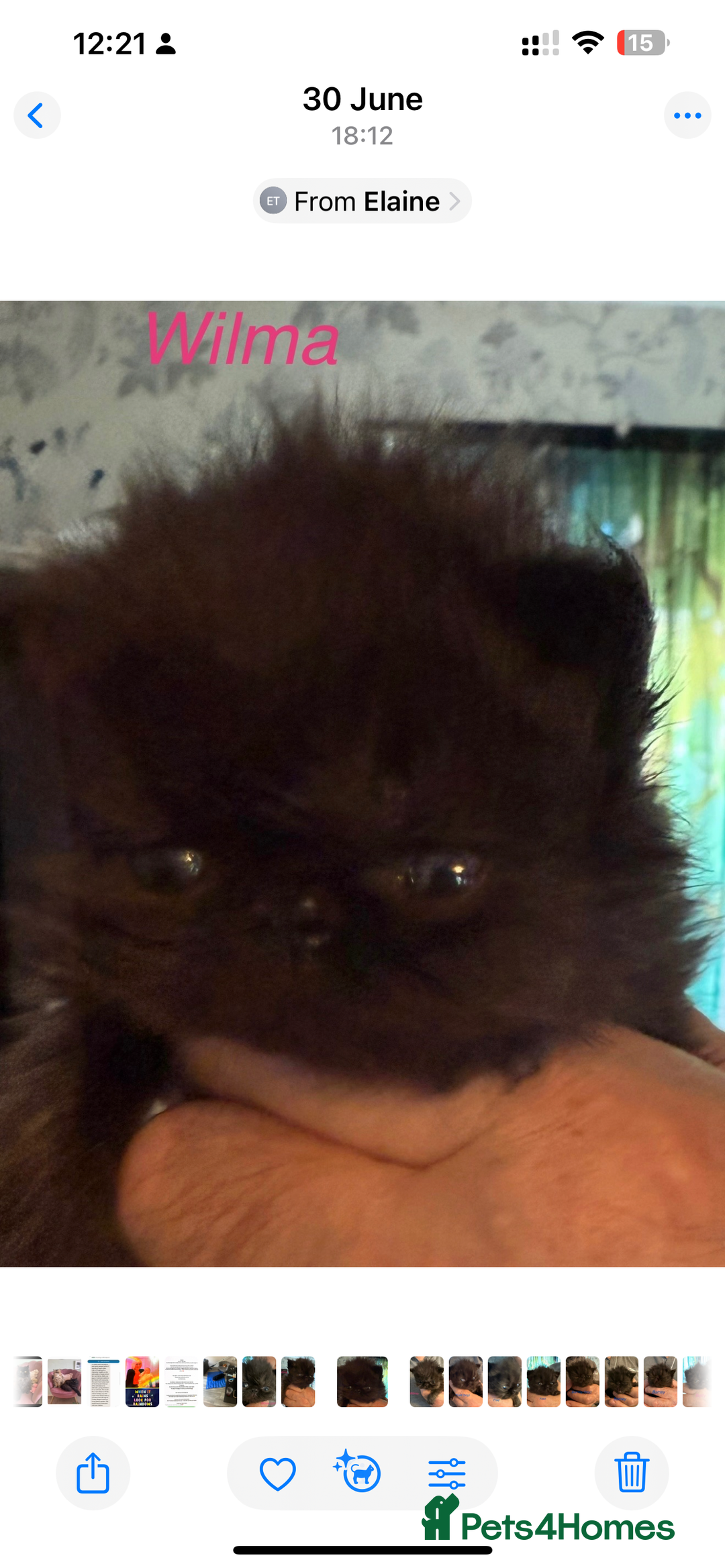 Persian cats for sale: Gorgeous Black Persian Kittens – GCCF Registered  - Image 10