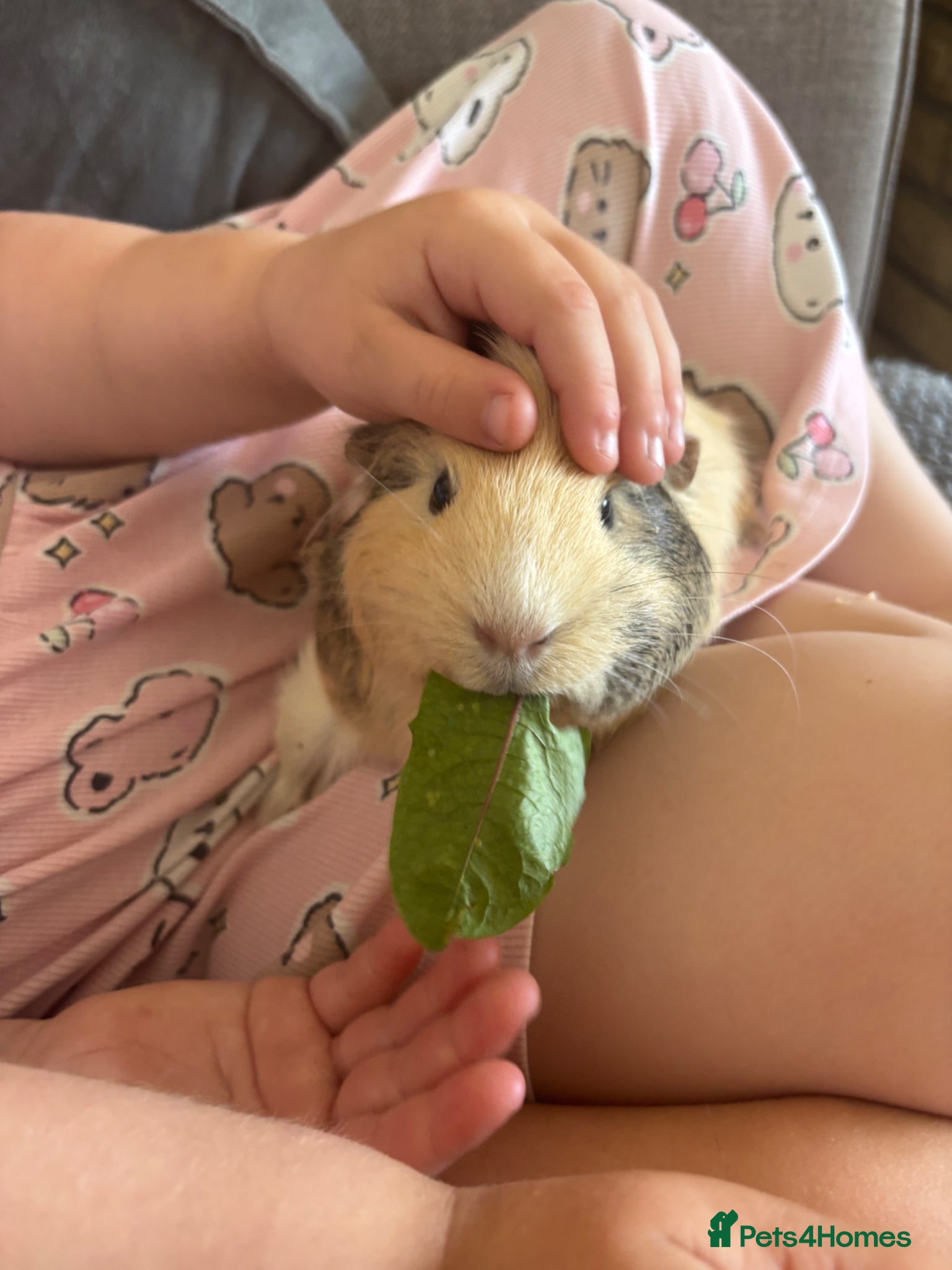 Guinea Pig rodents 2x 1year old female guinea pigs - Advert 1