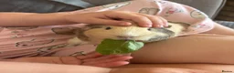 Guinea Pig rodents for sale: 2x 1year old female guinea pigs, hutch bundle - Advert 1