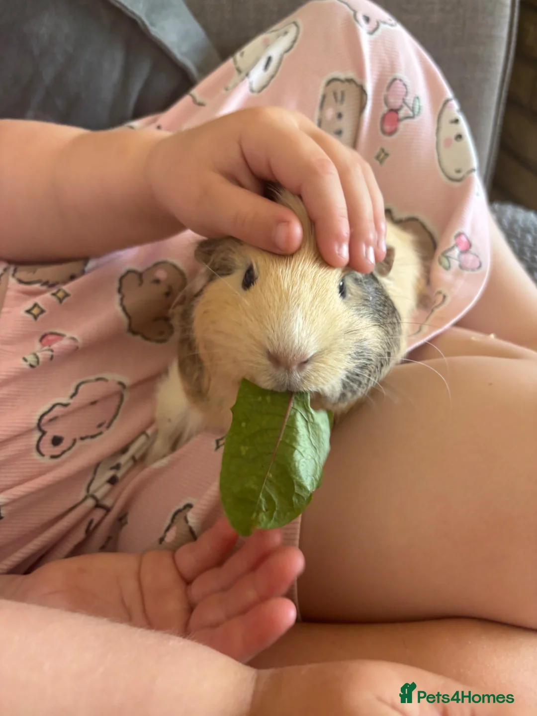 Guinea Pig rodents for sale: 2x 1year old female guinea pigs, hutch bundle - Advert 1