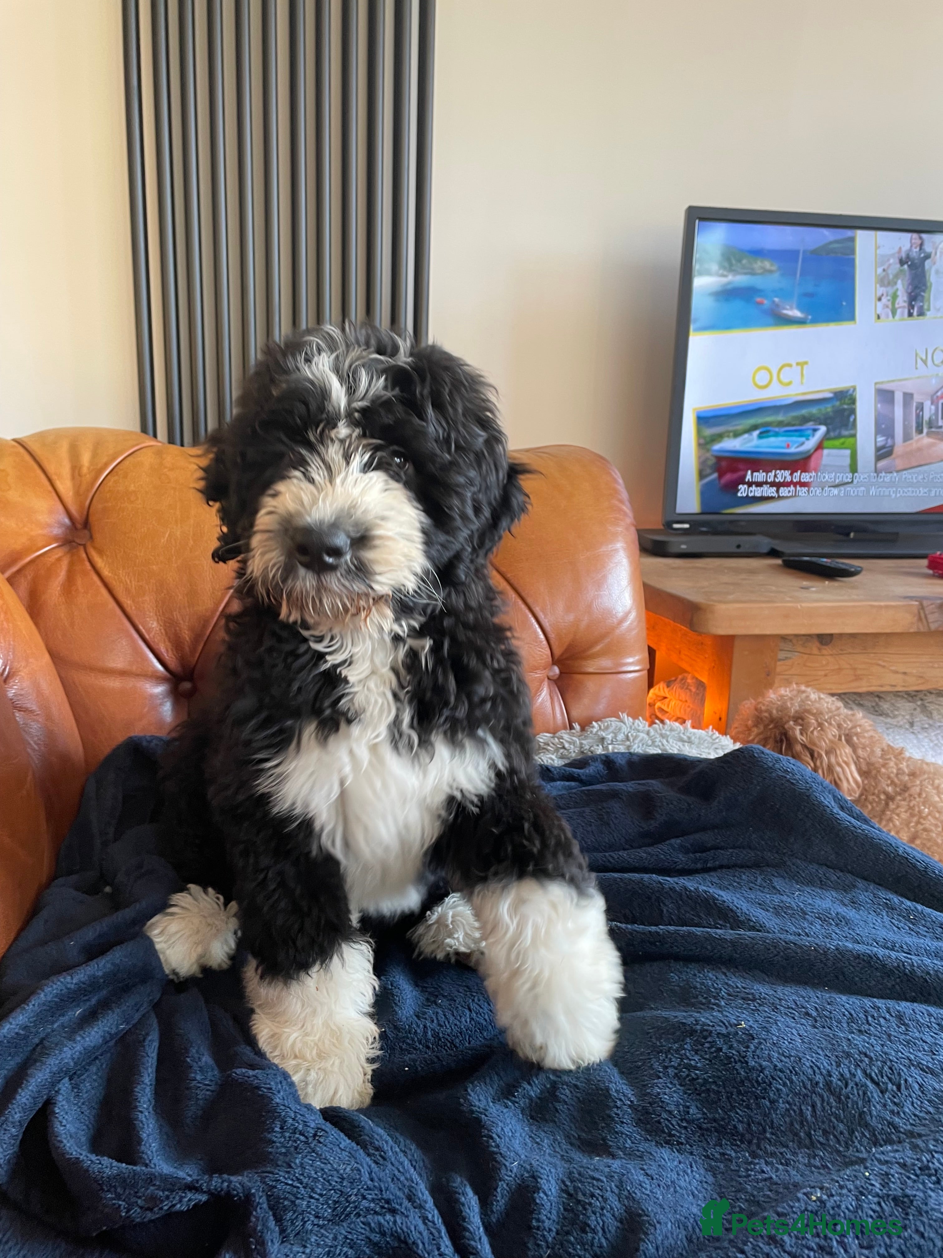 Bernedoodle dogs F1 Bernadoodle puppy bitch - Advert 9