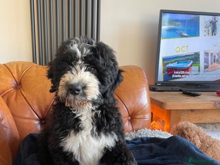 Bernedoodle dogs F1 Bernadoodle puppy bitch - Advert 9