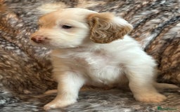 Labradoodle dogs for sale: Beautiful Puppies Ready for the Summer Holidays - Image 28