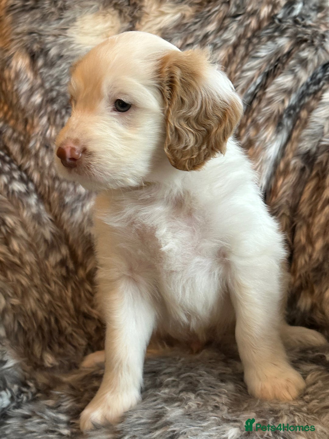 Labradoodle dogs for sale: Beautiful Puppies Ready for the Summer Holidays - Image 28