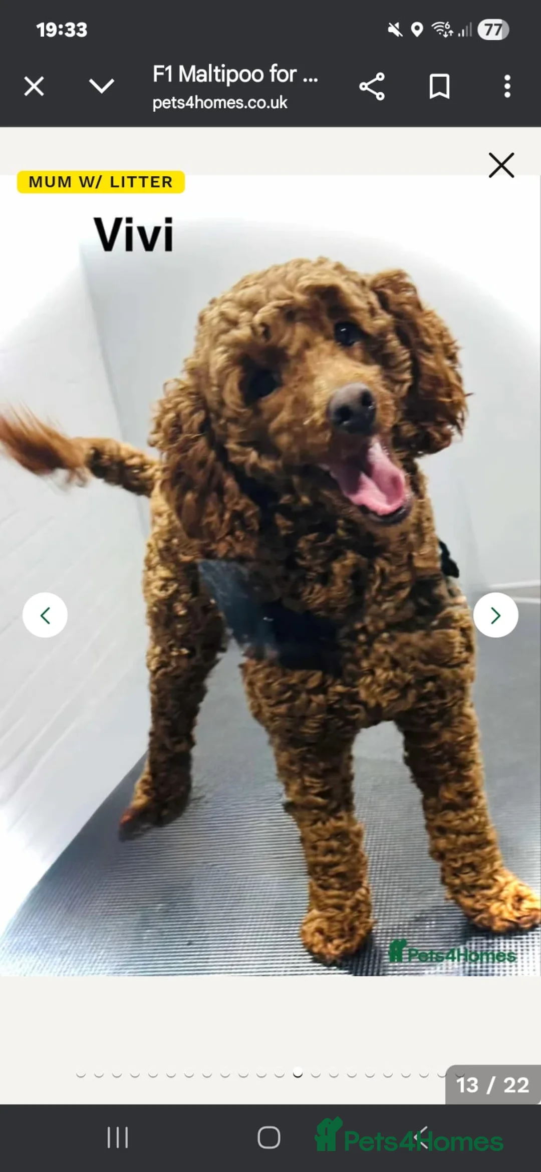 Maltipoo dogs for sale: F1 MALTIPOO PUPPY BOY Cream Colour 10 Weeks Old - Advert 6